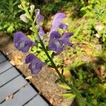 Scutellaria integrifolia 花