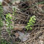 Teesdalia coronopifolia Hábito