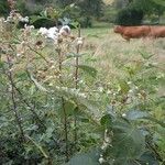 Rubus geniculatus Hábito