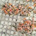 Butea monosperma Floare