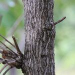 Bridelia cathartica Corteza