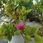 Mesembryanthemum cordifolium Kvet