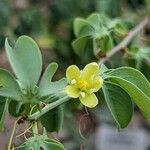 Adenia fruticosa फूल