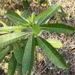 Himatanthus articulatus Hoja