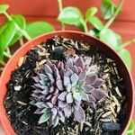 Graptopetalum rusbyi ഇല