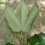 Sterculia apetala ᱥᱟᱠᱟᱢ