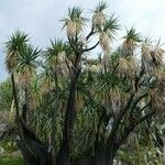 Yucca elephantipes Yaprak