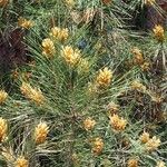 Pinus halepensis ᱥᱟᱠᱟᱢ