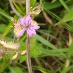 Cuphea ericoides Blomst