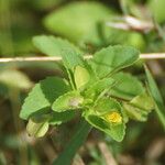 Mecardonia procumbens Kvet