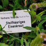 Verbena hispida Other