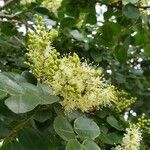 Copaifera langsdorffii Kvet