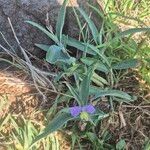 Commelina albescens 整株植物