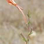 Oenothera longiflora 花
