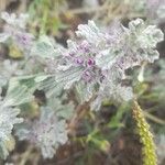 Marrubium alysson Flor