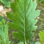 Quercus pubescens Feuille