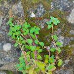 Theligonum cynocrambe Yaprak