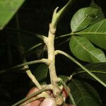 Angostura granulosa Corteza