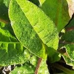 Crepis mollis Blad