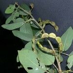 Dendrolobium umbellatum Fruit