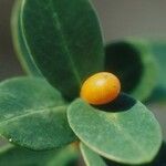 Wikstroemia indica Fruit