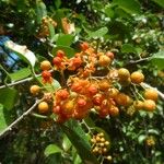 Celastrus paniculatus Fruit