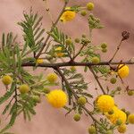 Vachellia hockii Flower