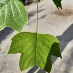 Liriodendron chinense 葉