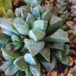 Haworthia mutica Hoja
