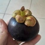 Garcinia mangostana Vrucht