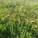 Eustachys paspaloides Fiore