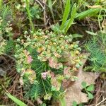 Euphorbia cyparissiasFlor