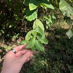 Cordia dentata Hoja