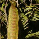 Senegalia tenuifolia Plante entière