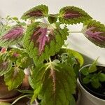 Coleus decurrensFolio
