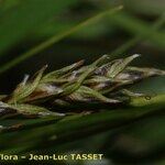 Carex sempervirens Blomma