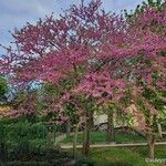 Cercis siliquastrum花