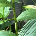 Sobralia macrantha cv. 'Alba' ᱪᱷᱟᱹᱞᱤ