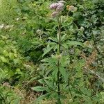 Eupatorium cannabinumLeaf