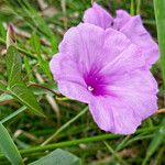 Ipomoea sagittata Лист