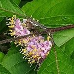 Callicarpa americana Flower