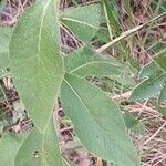 Pentanema squarrosum Leaf