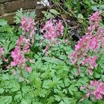 Corydalis solida Цвят