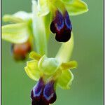 Ophrys sulcata Kita