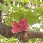 Dombeya burgessiae Лист