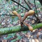 Anaxagorea dolichocarpa Fruit