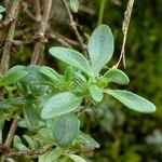 Thymus longicaulis 葉