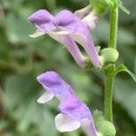 Scutellaria altissimaKvet