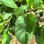 Gymnanthemum amygdalinum Blatt