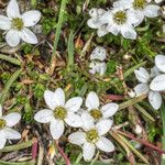 Arenaria ciliataFleur